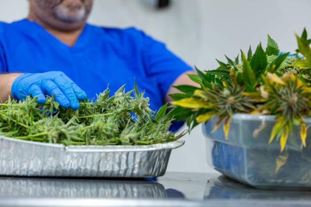 istock Medical Marijuana Harvest 1410877398