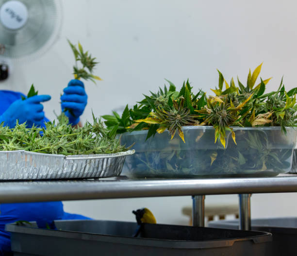 istock Medical Marijuana Harvest 1410877417