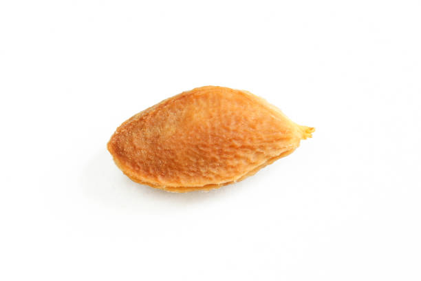 istock A single plum seed isolated on white background. Bright studio shot 1410878279