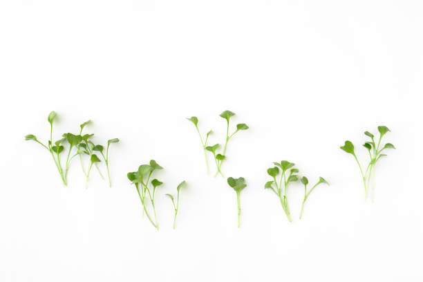 istock White background with freshly cut broccoli sprouts, microgreens 1410878422