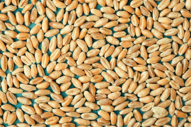 nahaufnahme von weizenkörnern. hintergrund der weizentextur - wheat whole wheat close up corn on the cob stock-fotos und bilder