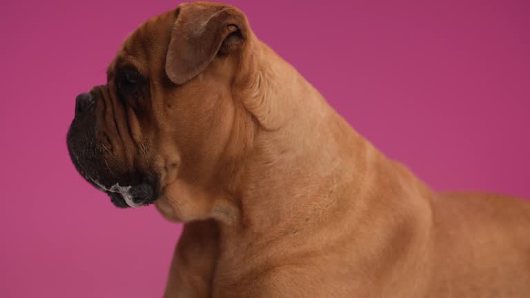 adorable bullmastiff dog looking up, sticking out tongue and panting while standing and looking to side on pink background in studio