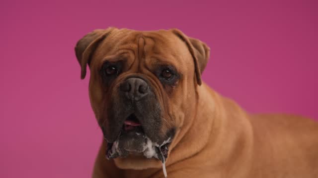 sweet brown bullmastiff dog panting and sticking out tongue, laying down and being lazy in front of pink background in studio