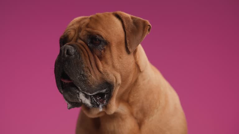 precious brown mastiff dog sticking out tongue, looking up and around and panting while sitting on pink background in studio