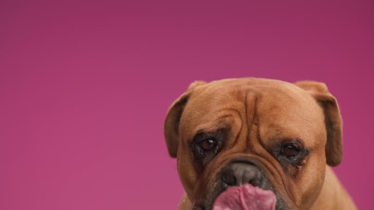 adorable mastiff dog licking nose and being hungry while sitting in front of pink background in studio