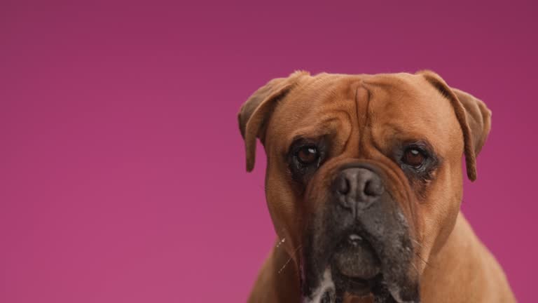 project video of lovely mastiff dog licking nose with tongue exposed and looking up side on pink background in studio