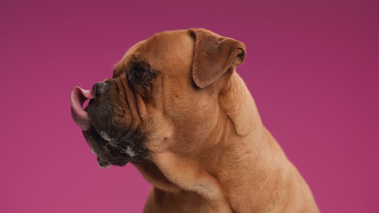 side view of cute brown bullmastiff dog in front of pink background looking to side and licking nose in studio