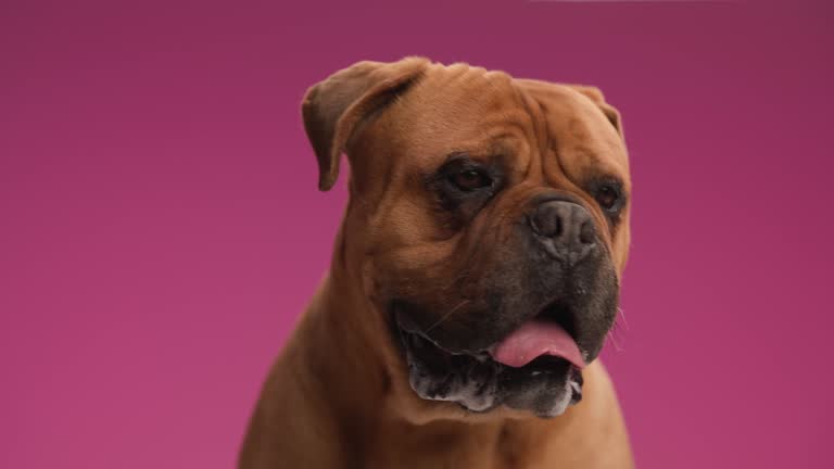 hungry little mastiff puppy with tongue out panting and licking nose, looking up and waiting for food on pink background