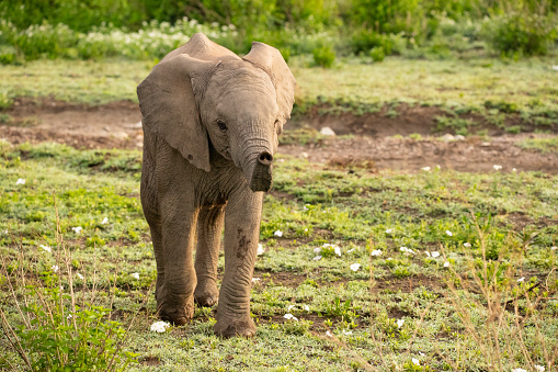 Elephant wandering the plains of Tanzania.