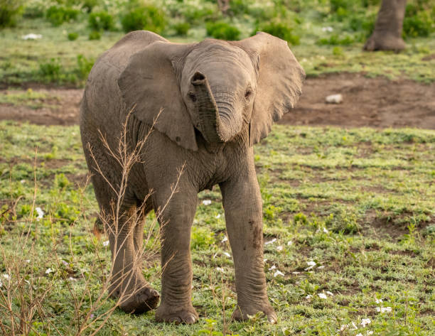 istock Elephant in Tanzania 1410880117