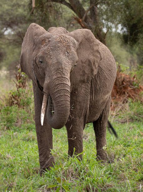 istock Elephant in Tanzania 1410880129