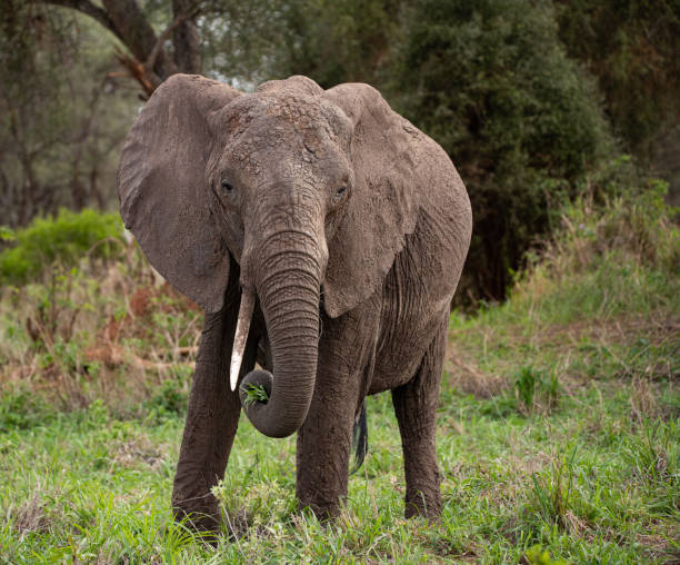 istock Elephant in Tanzania 1410880133