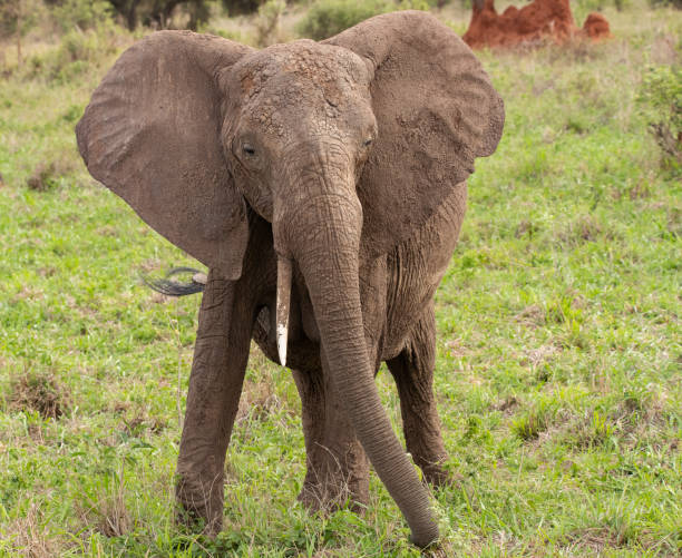 istock Elephant in Tanzania 1410880181