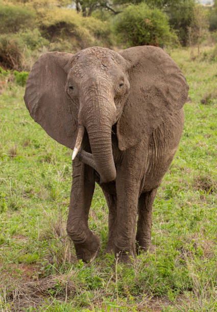 istock Elephant in Tanzania 1410880235