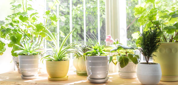 istock Different green house plants on window in sunny summer day. Banner. Selective focus. 1410880359