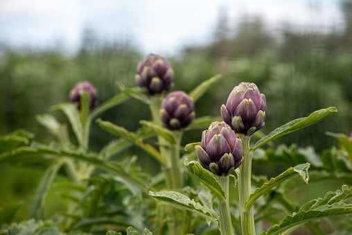 An artichoke plant at the gulf of Naples, Italy
