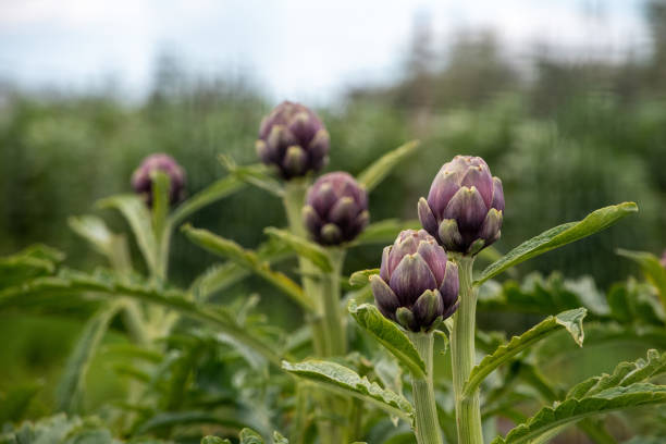 karczoch w zatoce neapolitańskiej, południowe włochy - purple artichoke zdjęcia i obrazy z banku zdjęć