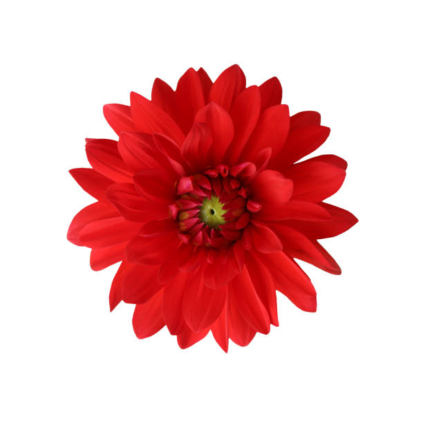 istock Red dahlia flower isolated on white background 1410881992