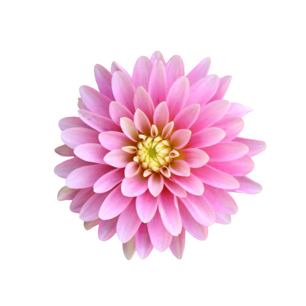 istock Light pink dahlia flower isolated on white background 1410882060