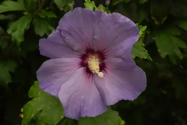 De blauwe bloem van een Hibiscus of Chinese Roos (Hibiscus rosa-sinensis)