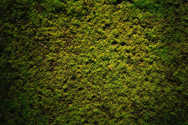 istock green moss on the floor background 1410882233