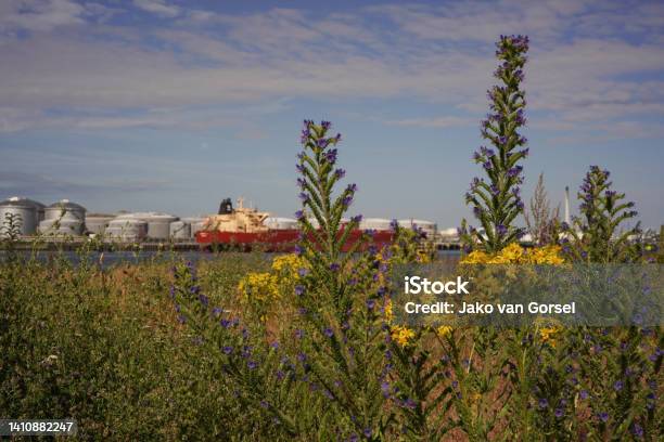 Wild Flowers In The Europoort With A Ship On The Background Stock Photo - Download Image Now