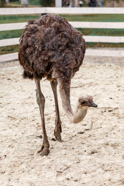 istock Ostrich in petting zoo 1410883995