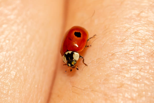 Winged insect on human skin.  Red ladybug with black spots.
