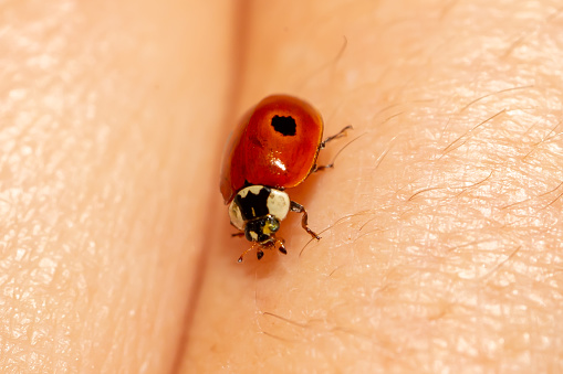 flying ladybug