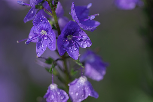 Veronica flowers in raindrops. Little blue flowers. Raindrops hang on the petals.
