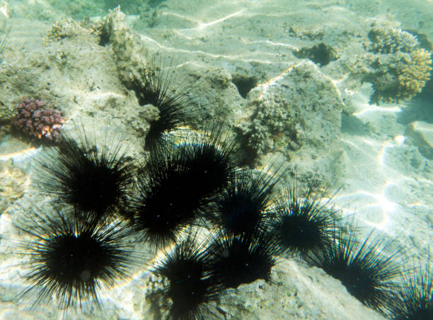 istock Group of black sea urchins 1410886442