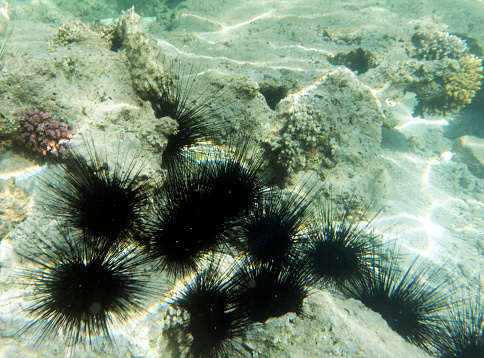 Group of black sea urchins in Egypt sea