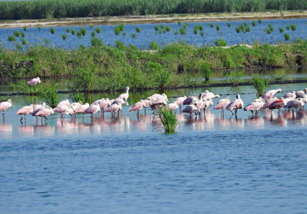 istock Roseate Spoonbills (Platalea ajaja) - resting in  a flooded agricultural field 1410886579