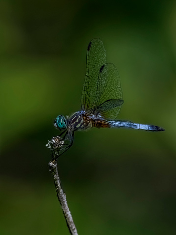 A blue Dragonfly on the tip of a twig in the Willamette Valley of Oregon. This is near a wetland pond. Is not captive. Not moved or touched for the photo. Free flying  in a wetland area.