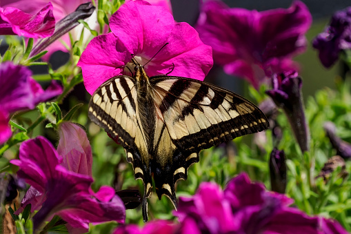 A Western Tiger Swallowtail Butterfly -  Papilio Rutulus - feeding on flowers. Free flying.