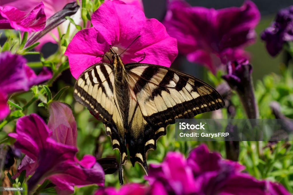 Western Tiger Swallowtail Butterfly in Flowers Feeding Oregon Close-up A Western Tiger Swallowtail Butterfly -  Papilio Rutulus - feeding on flowers. Free flying. Oregon - US State Stock Photo