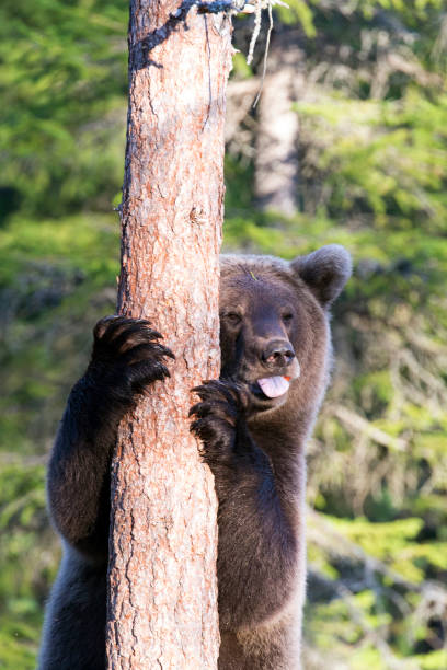 istock Photo of bear during summer 1410886889