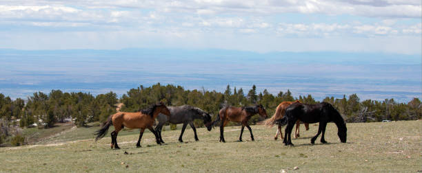 미국 서부의 푸른 흐린 하늘 아래를 걷는 다섯 마리의 야생마 밴드 - panoramic california mountain range southwest usa 뉴스 사진 이미지
