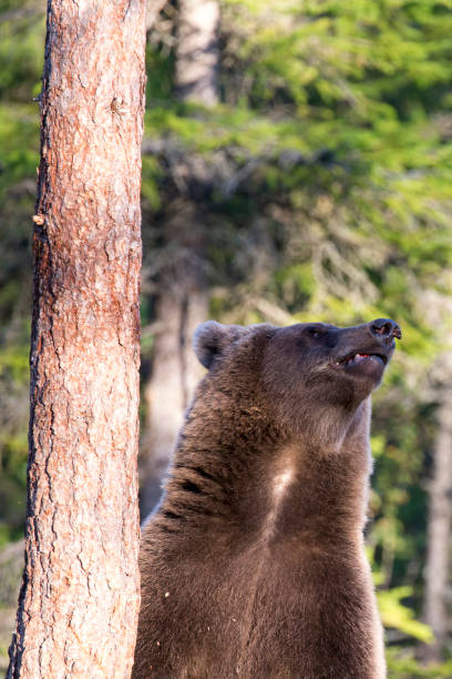 istock Photo of bear during summer 1410886900
