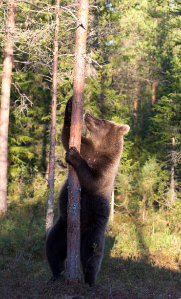 istock Photo of bear during summer 1410886922