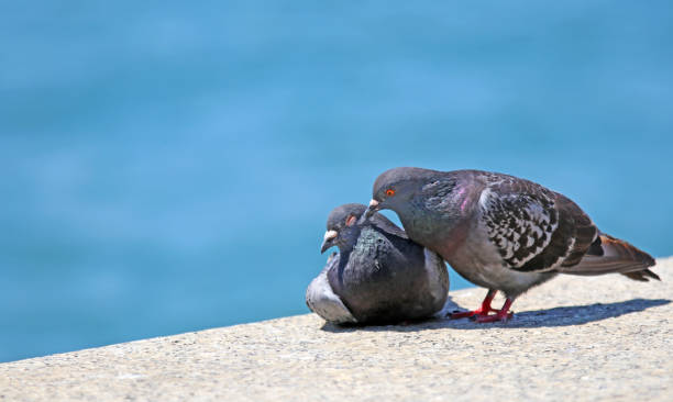 istock Doves in love by the sea 1410887648