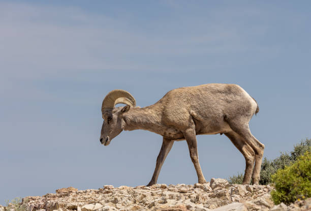 istock Bighorn Sheep Ram in Montana 1410887789