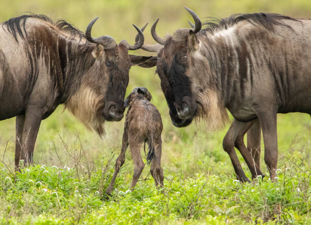 gnous errant dans les plaines de tanzanie - gnou photos et images de collection