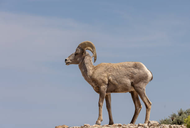 istock Bighorn Sheep Ram in Montana 1410887894