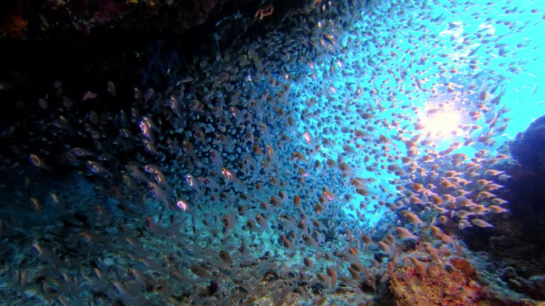 Vibrant underwater coral reef with schools of fish