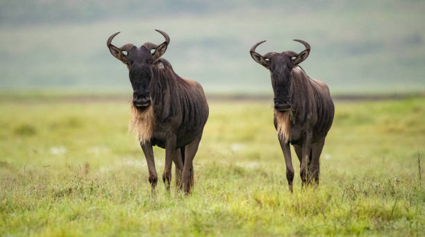 탄자니아 평원을 배회하는 와일드베스트 - wildebeest 뉴스 사진 이미지