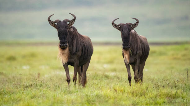 gnus vagando pelas planícies da tanzânia - wildebeest - fotografias e filmes do acervo
