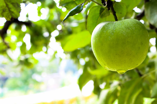 istock Green Apple hanging on branch blurred background 1410887949