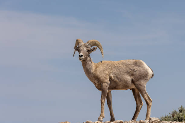 istock Bighorn Sheep Ram in Montana 1410887986