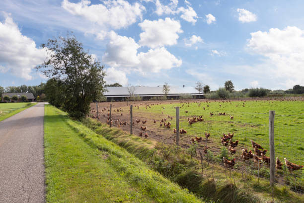 granja de pollos con pollos de corral en el prado en el municipio de barneveld. - campos avícolas fotografías e imágenes de stock